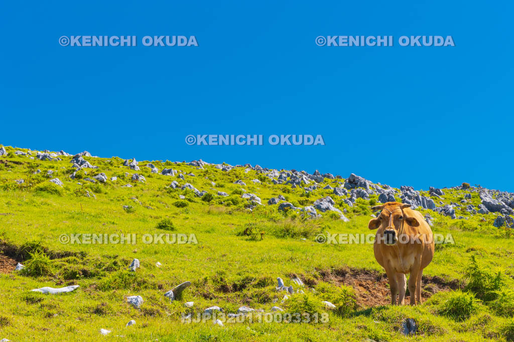 愛媛県　四国カルスト　五段高原付近