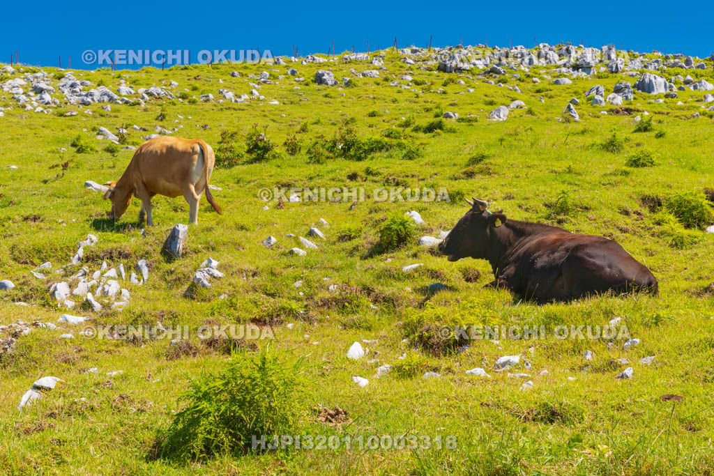 愛媛県　四国カルスト　五段高原付近