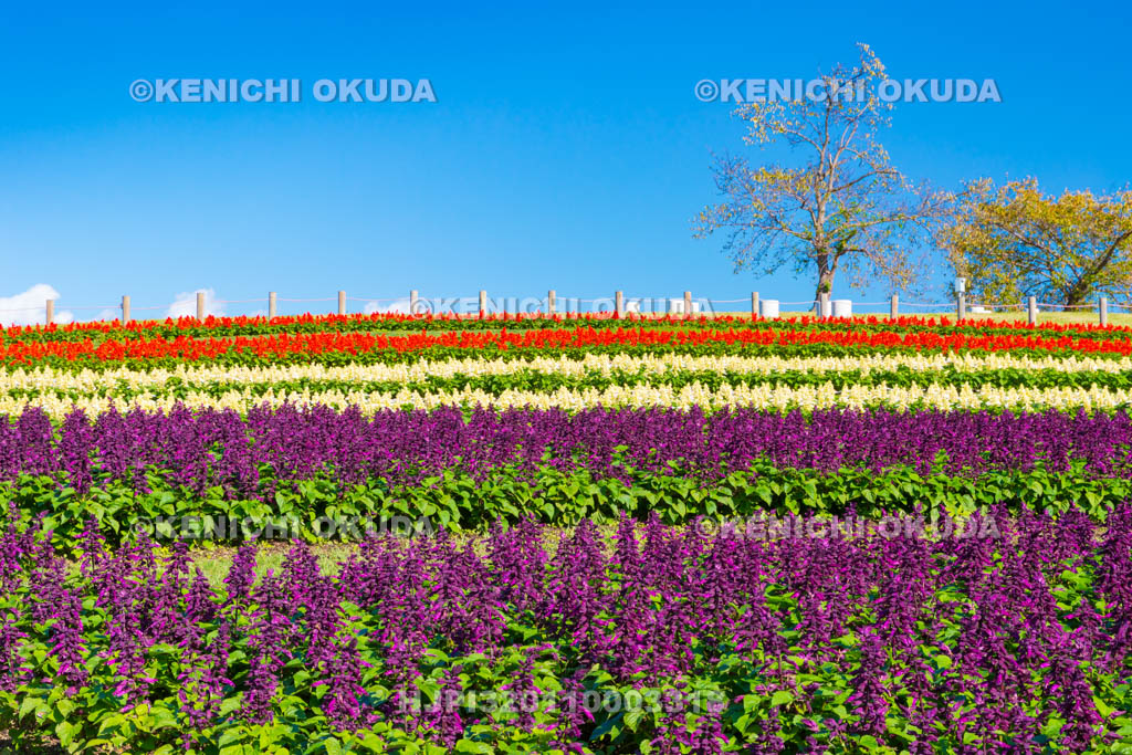 奈良県　馬見丘陵公園　集いの丘　サルビア畑
