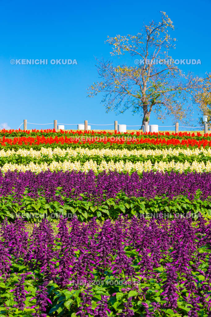 奈良県　馬見丘陵公園　集いの丘　サルビア畑