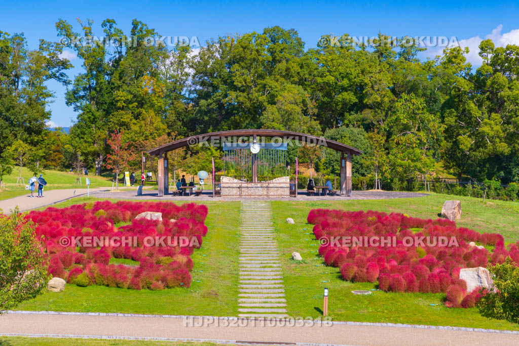 奈良県　馬見丘陵公園　カリヨンの丘　コキアの紅葉