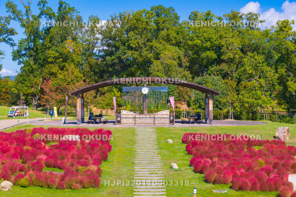 奈良県　馬見丘陵公園　カリヨンの丘　コキアの紅葉
