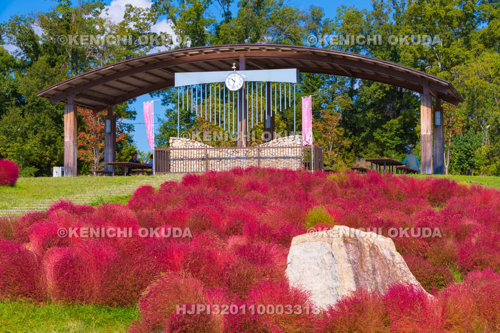 奈良県　馬見丘陵公園　カリヨンの丘　コキアの紅葉