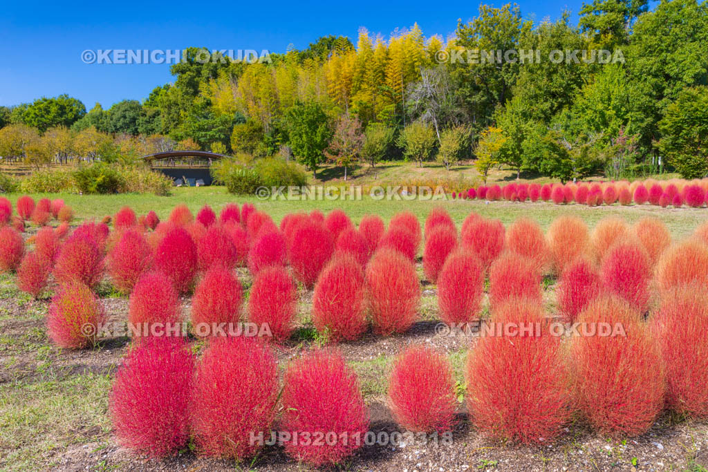 奈良県　馬見丘陵公園　カリヨンの丘　コキアの紅葉