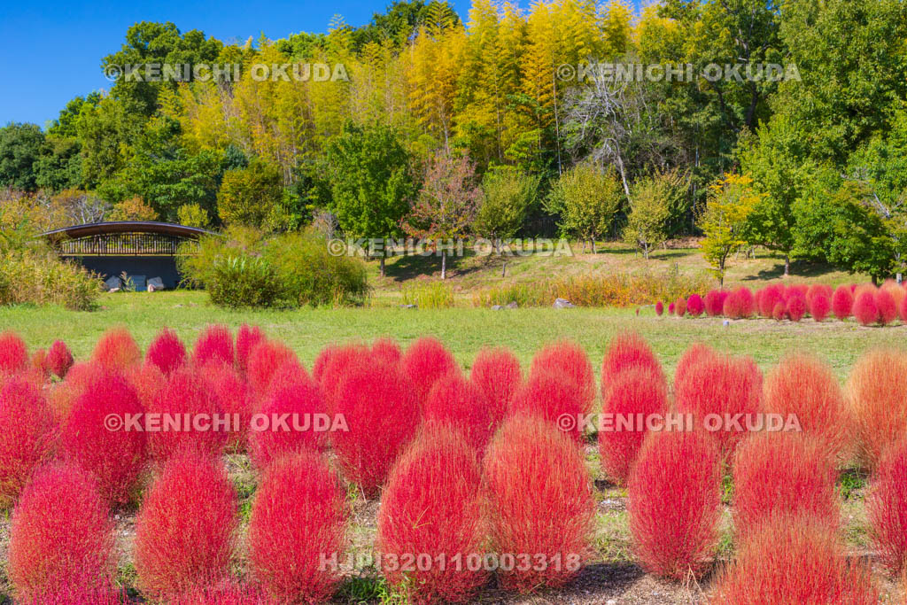 奈良県　馬見丘陵公園　カリヨンの丘　コキアの紅葉