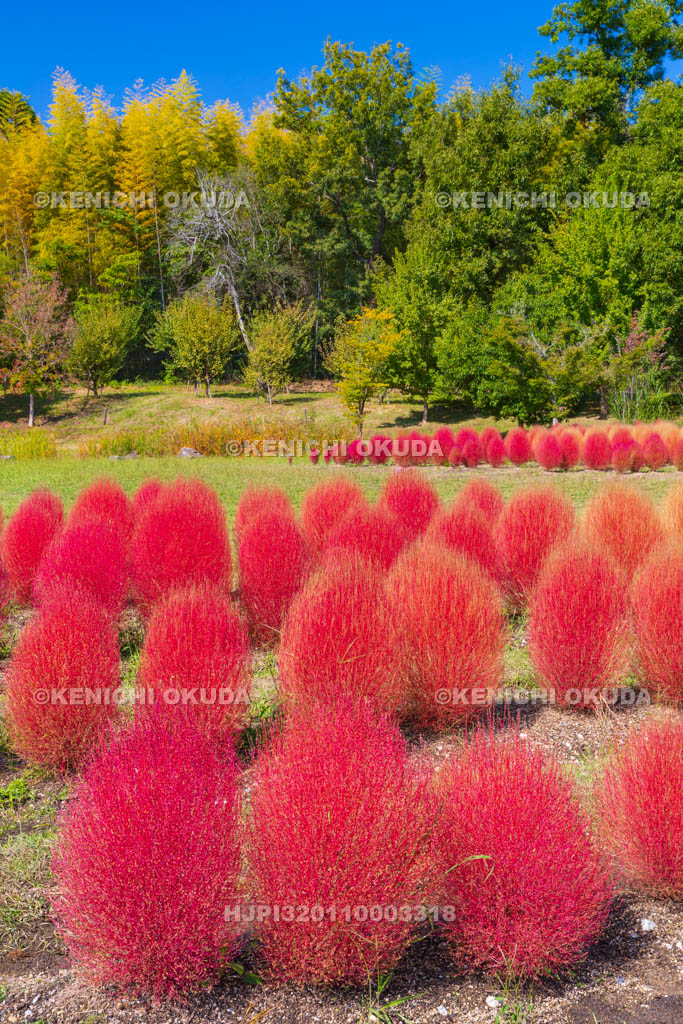 奈良県　馬見丘陵公園　カリヨンの丘　コキアの紅葉