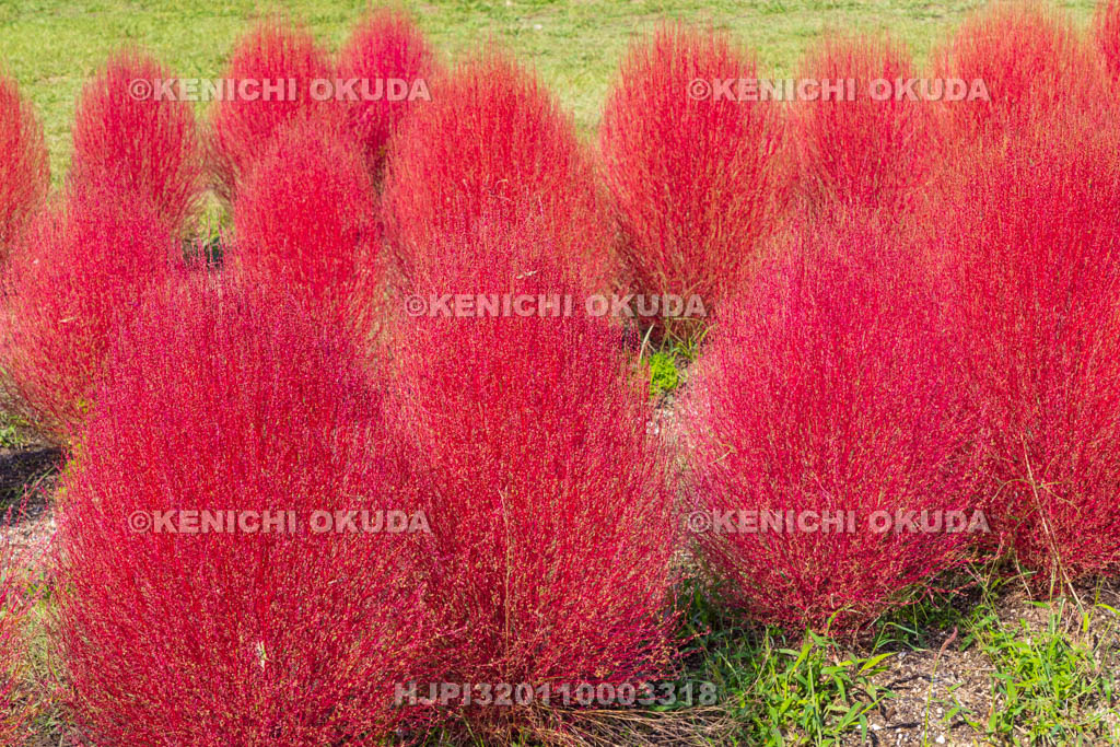 奈良県　馬見丘陵公園　カリヨンの丘　コキアの紅葉