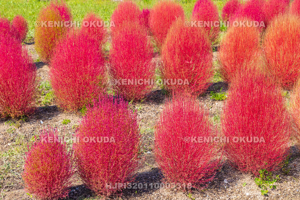 奈良県　馬見丘陵公園　カリヨンの丘　コキアの紅葉