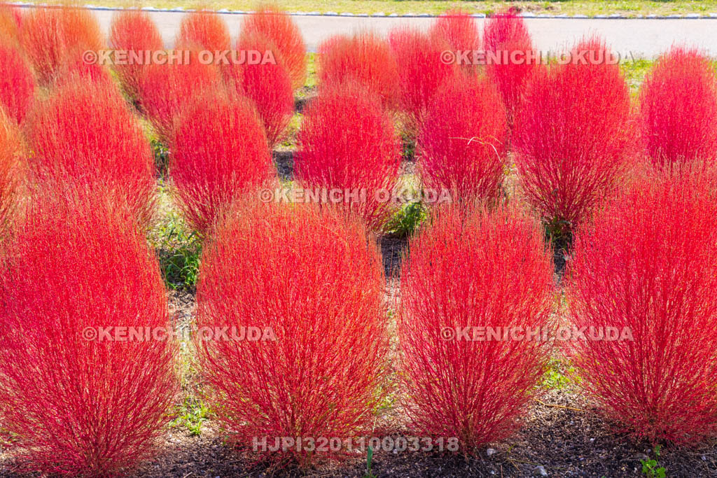 奈良県　馬見丘陵公園　カリヨンの丘　コキアの紅葉
