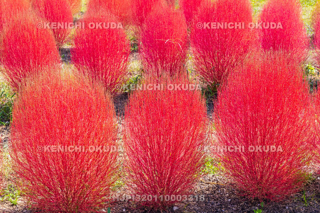 奈良県　馬見丘陵公園　カリヨンの丘　コキアの紅葉