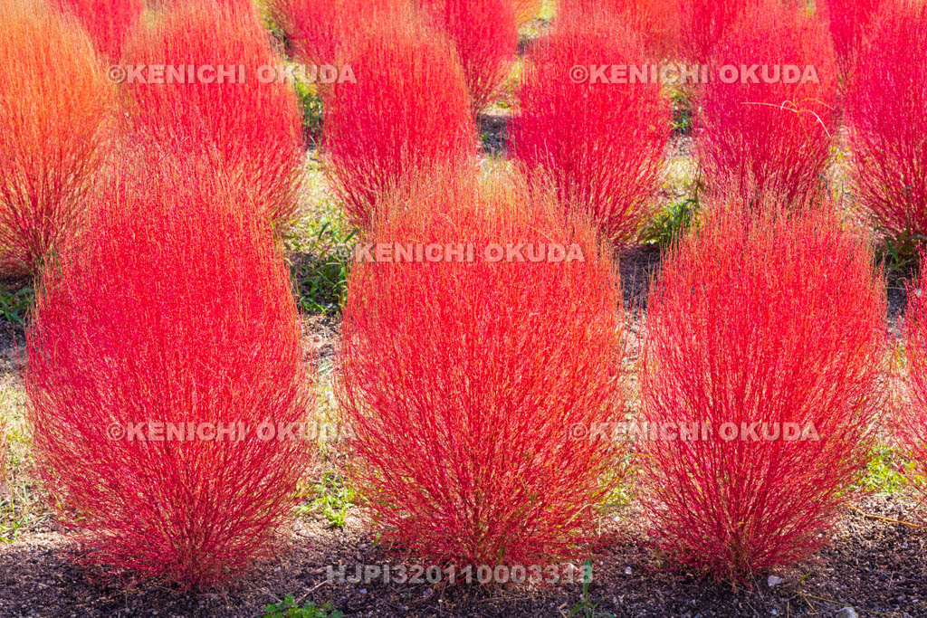 奈良県　馬見丘陵公園　カリヨンの丘　コキアの紅葉
