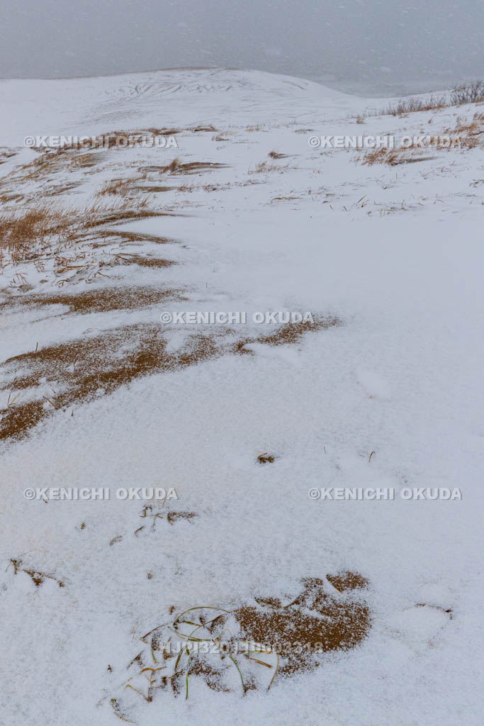 鳥取県 雪の鳥取砂丘