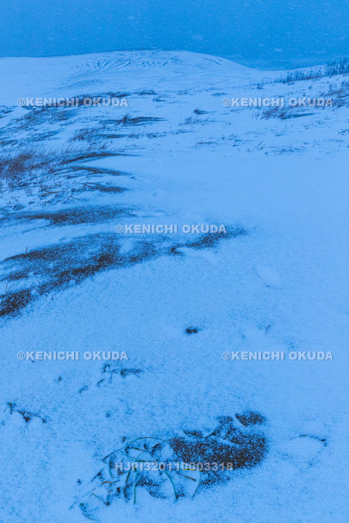 鳥取県 雪の鳥取砂丘