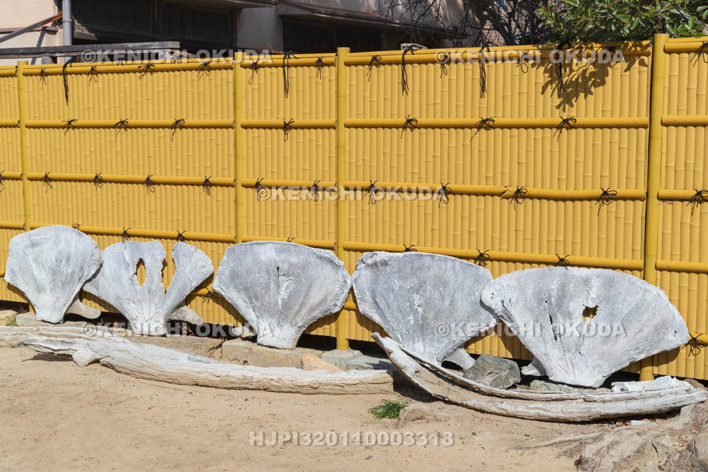大阪府　瑞光寺　鯨の骨