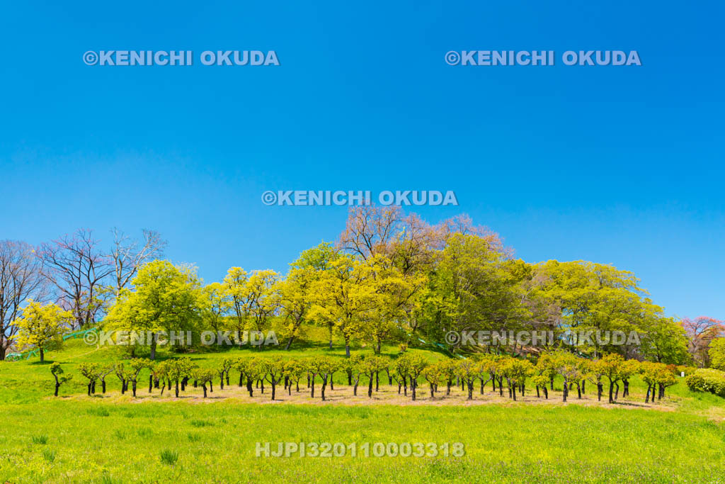 大阪府　津堂城山古墳