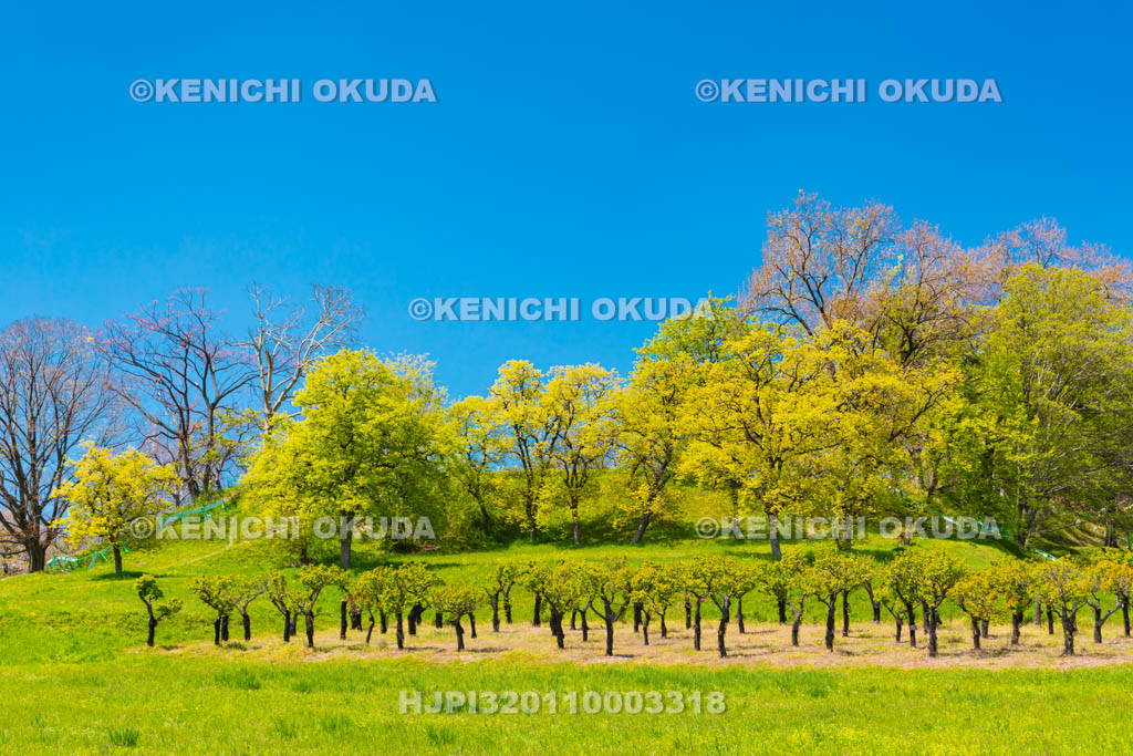 大阪府　津堂城山古墳