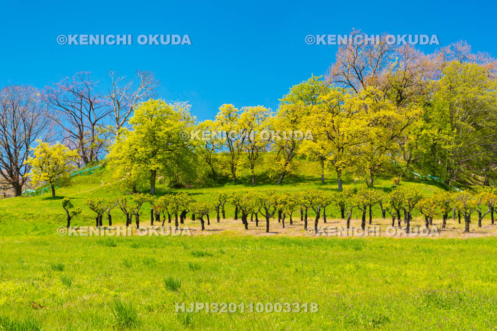 大阪府　津堂城山古墳