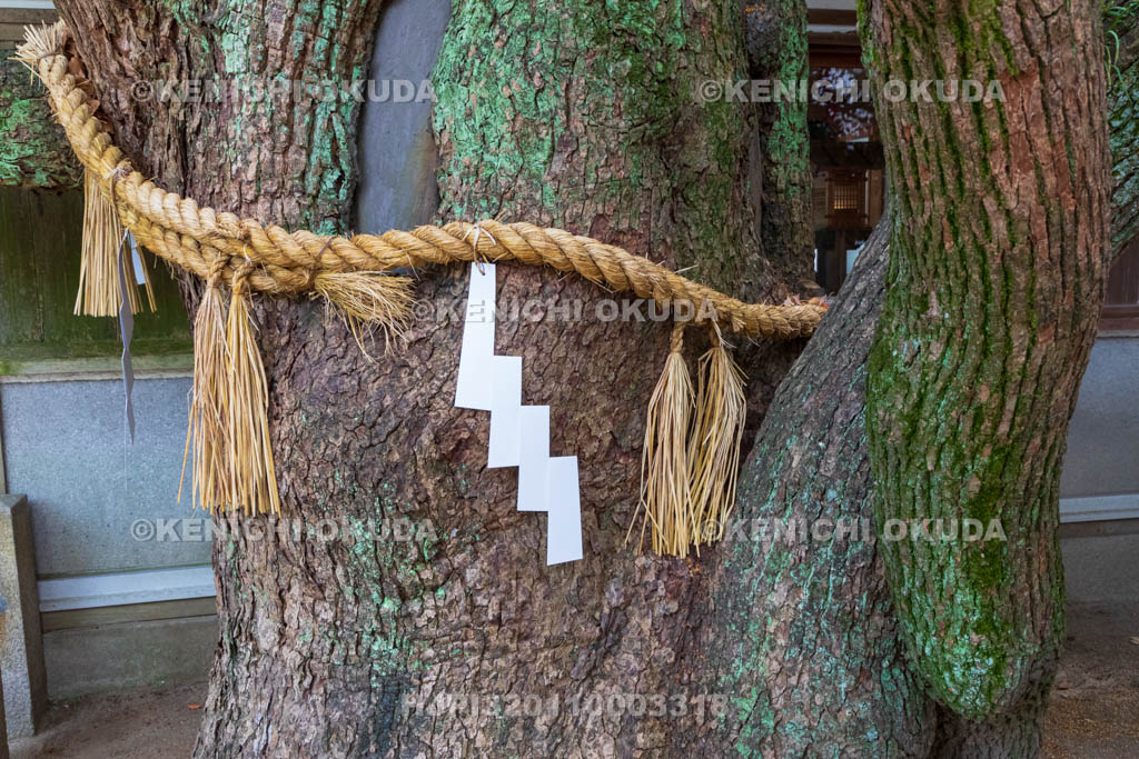 大阪府　靱公園　楠永神社のクスノキ