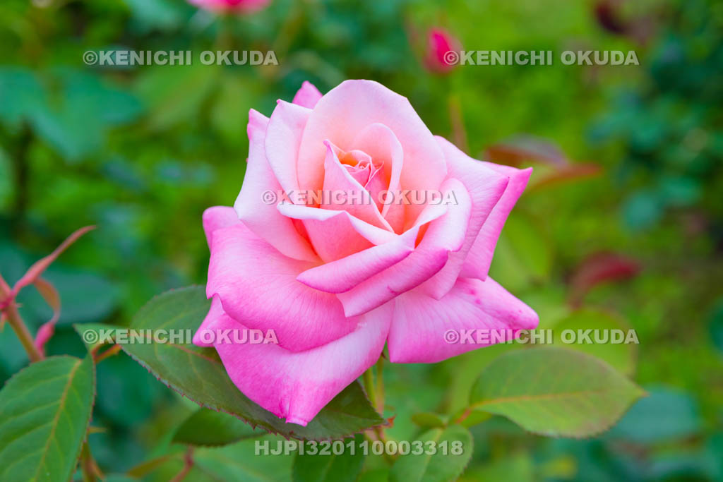 大阪府　バラ　品種「プリンセス ノブコ」