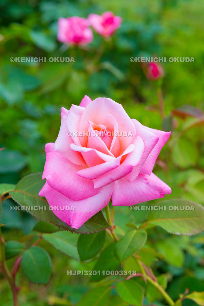 大阪府　バラ　品種「プリンセス ノブコ」