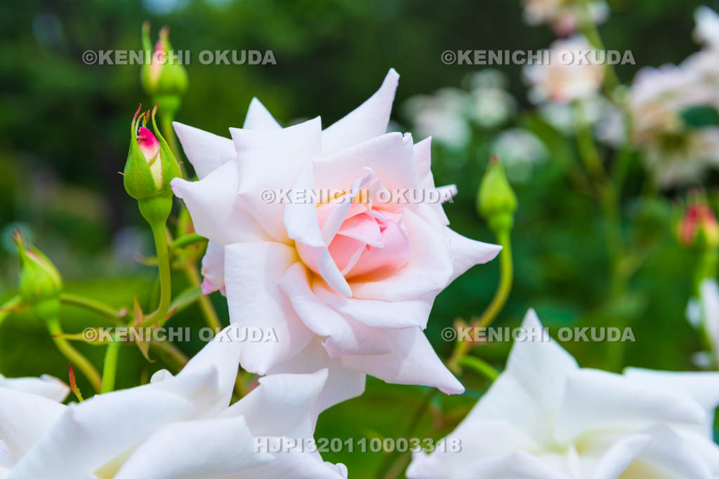 大阪府　バラ　品種「オフェリア」