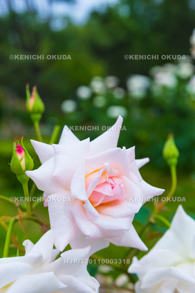 大阪府　バラ　品種「オフェリア」