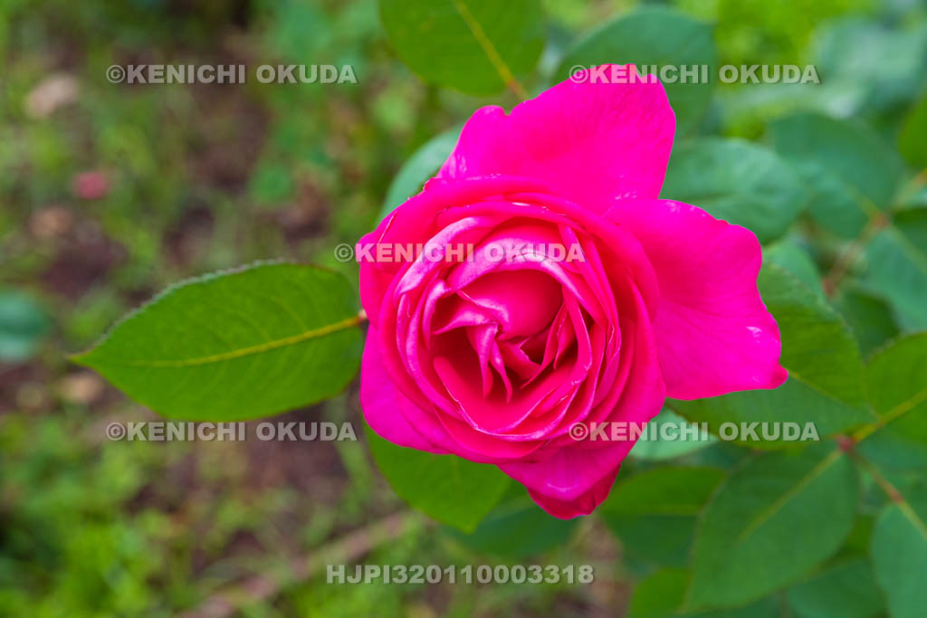 大阪府　バラ　品種「ピンク ピース」