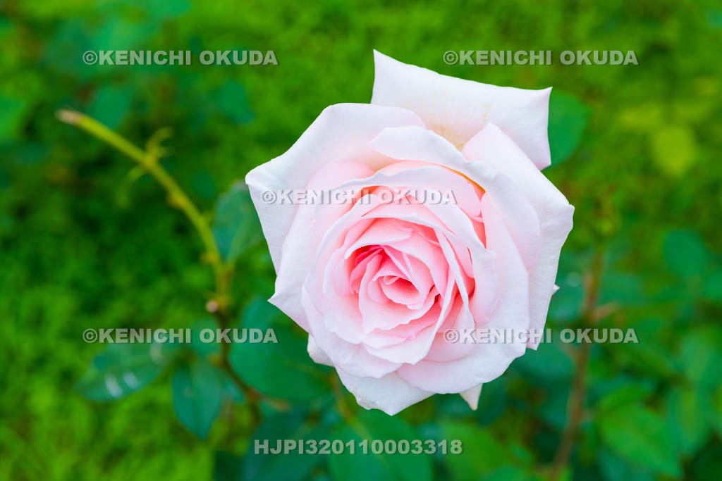 大阪府　バラ　品種「メルヘン ケーニギン」