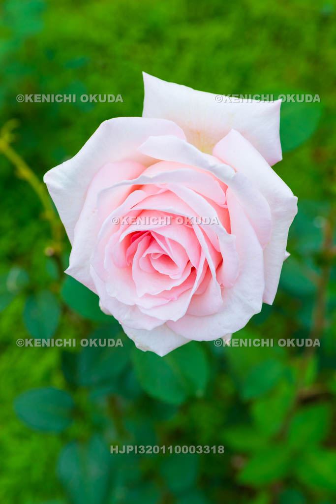 大阪府　バラ　品種「メルヘン ケーニギン」