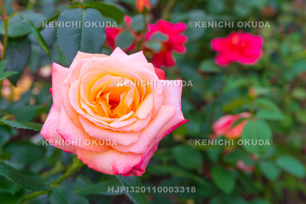 大阪府　バラ　品種「フロージン’82」