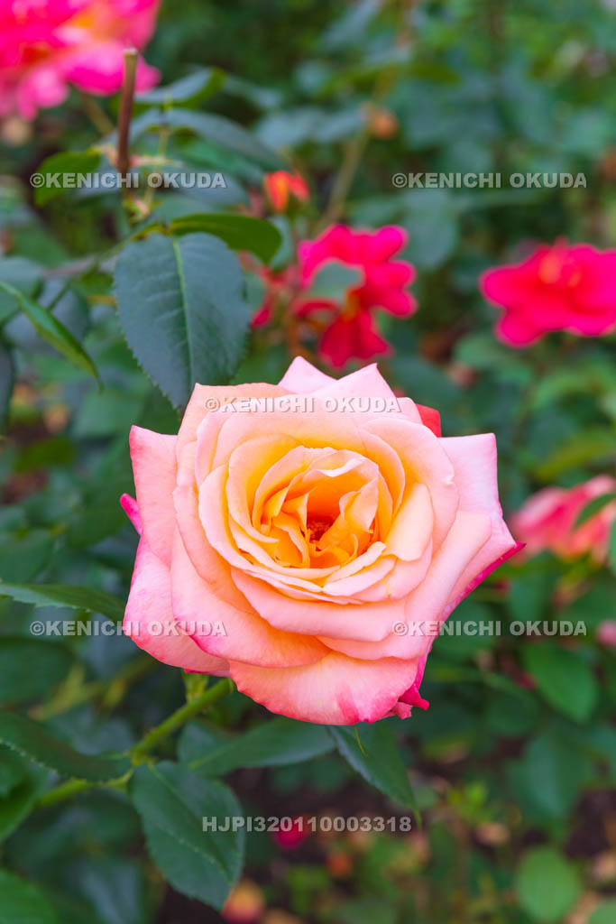 大阪府　バラ　品種「フロージン’82」