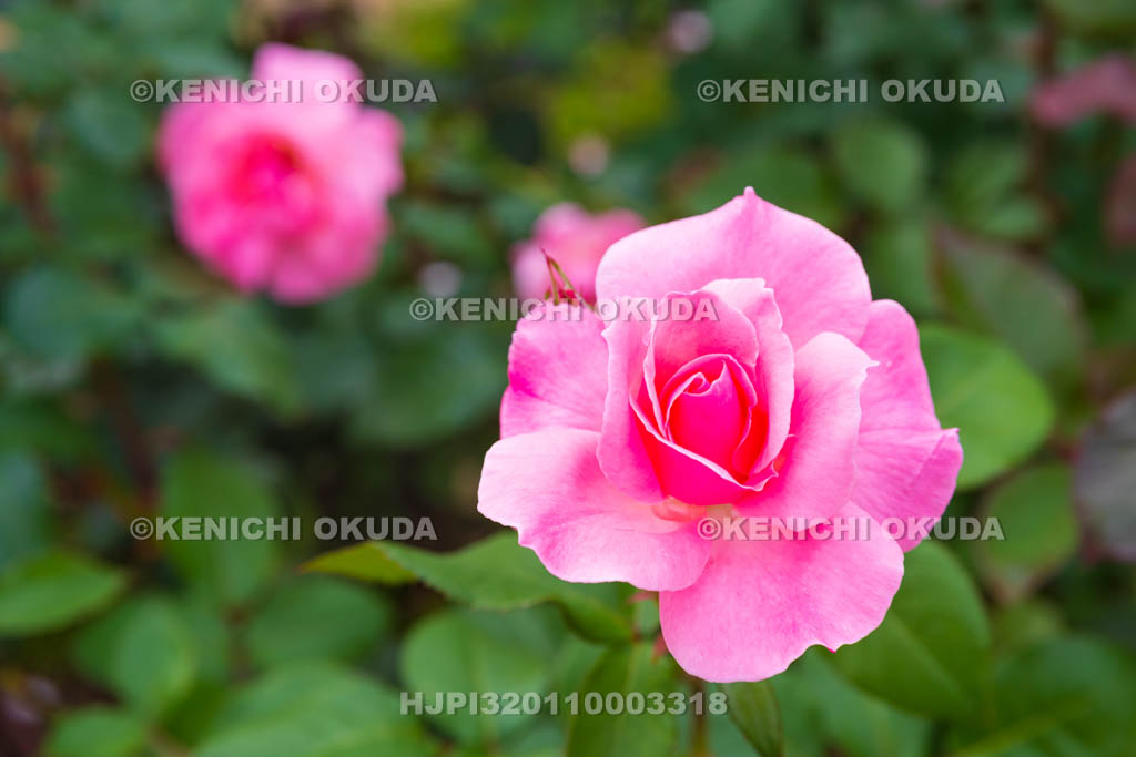 大阪府 バラ 品種「クイーン エリザベス」