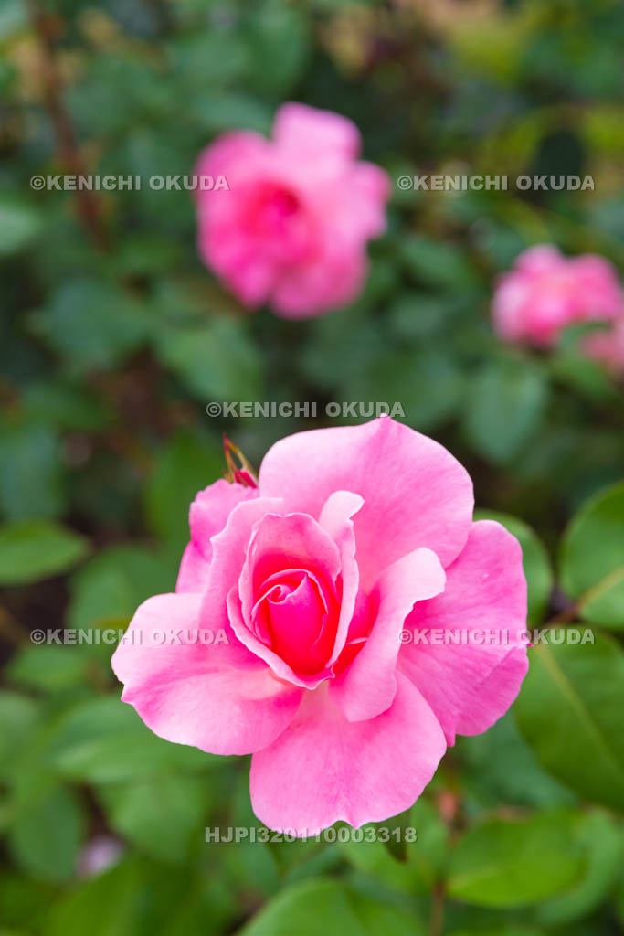 大阪府　バラ　品種「クイーン エリザベス」