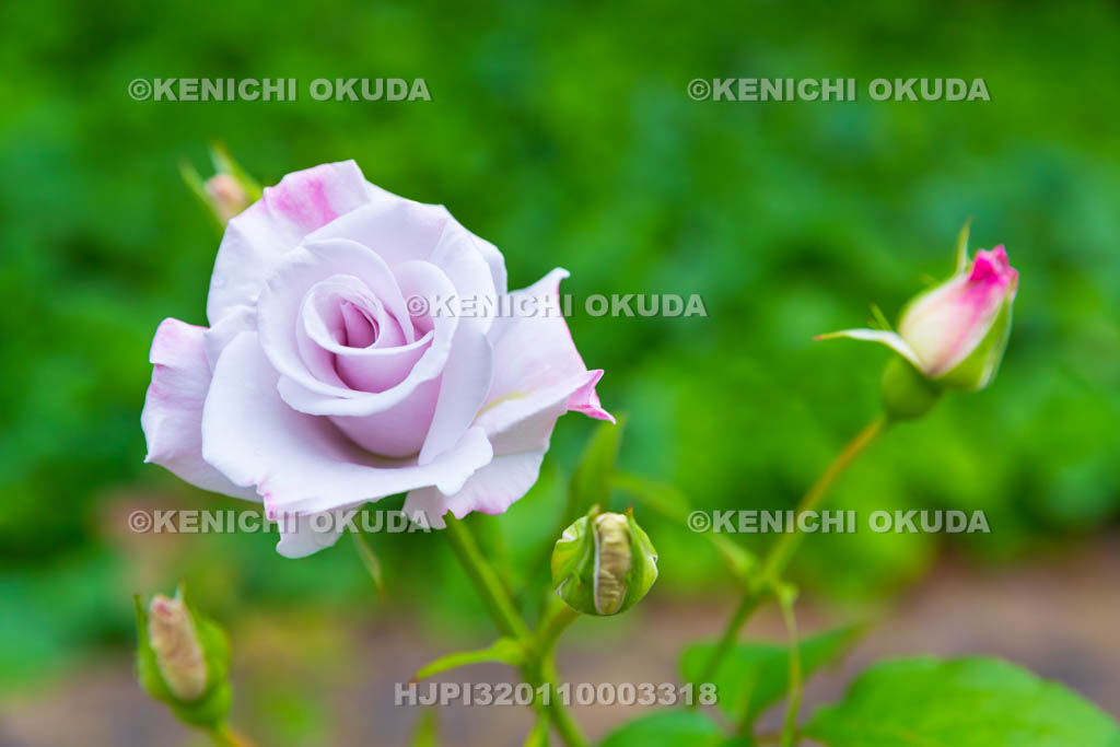 大阪府　バラ　品種「マダム高木」