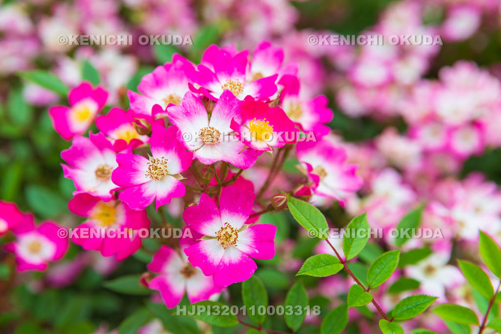 大阪府　バラ　品種「アズミノ」