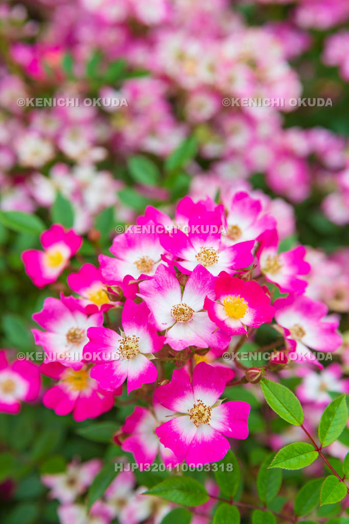 大阪府　バラ　品種「アズミノ」