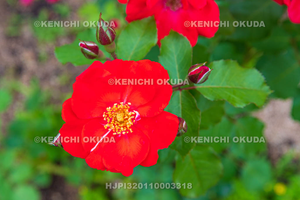 大阪府　バラ　品種「サラバンド」