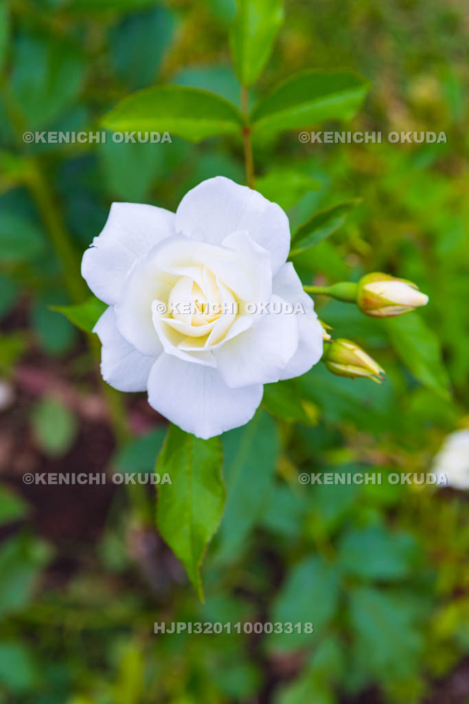 大阪府 バラ 品種「アイスバーグ」