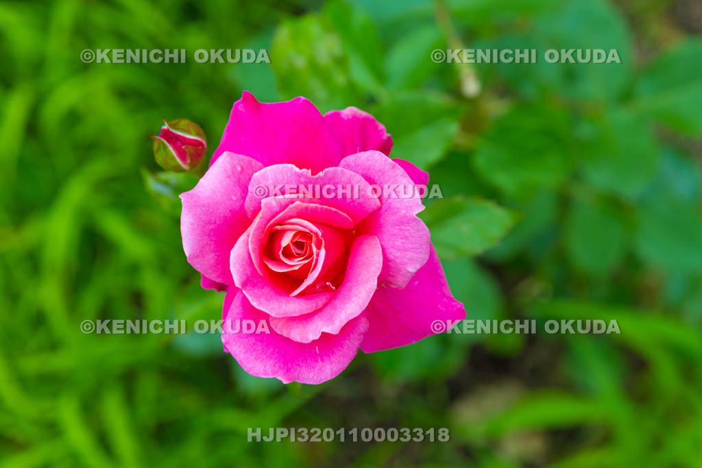 大阪府 バラ 品種「プリンセス・チチブ」