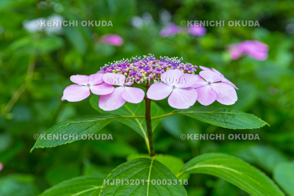 大阪府　ガクアジサイ