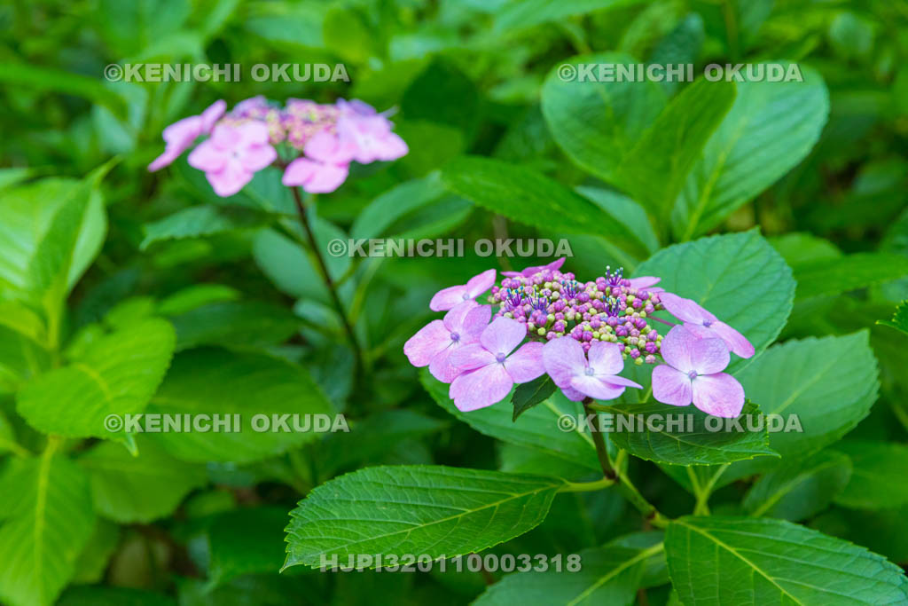 大阪府　ガクアジサイ