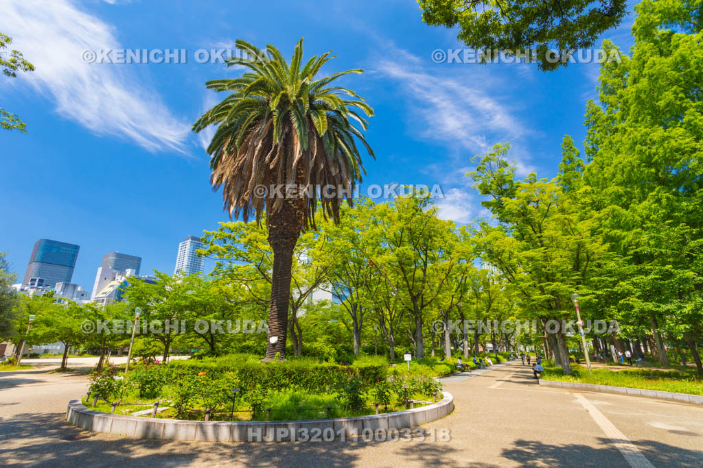 大阪府　靭公園　ケヤキ並木