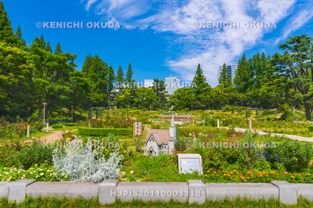 大阪府　靭公園　バラ園