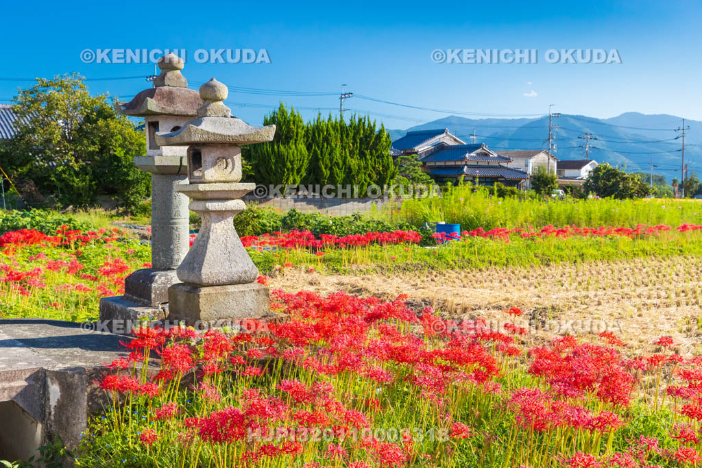 京都府　穴太の里　彼岸花