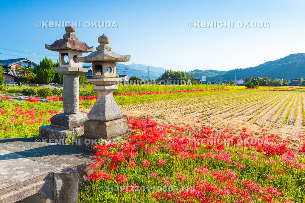 京都府　穴太の里　彼岸花