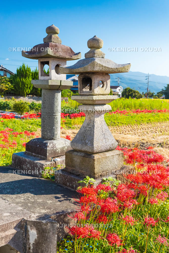 京都府　穴太の里　彼岸花