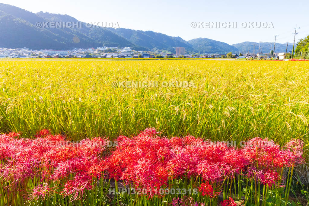 京都府　穴太の里　彼岸花