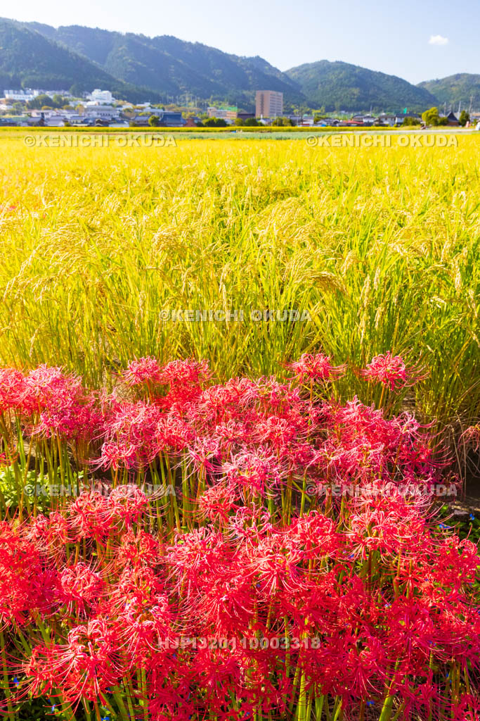 京都府　穴太の里　彼岸花