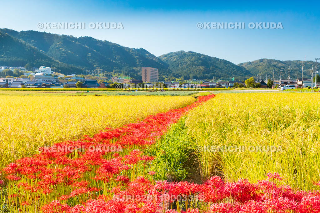 京都府　穴太の里　彼岸花
