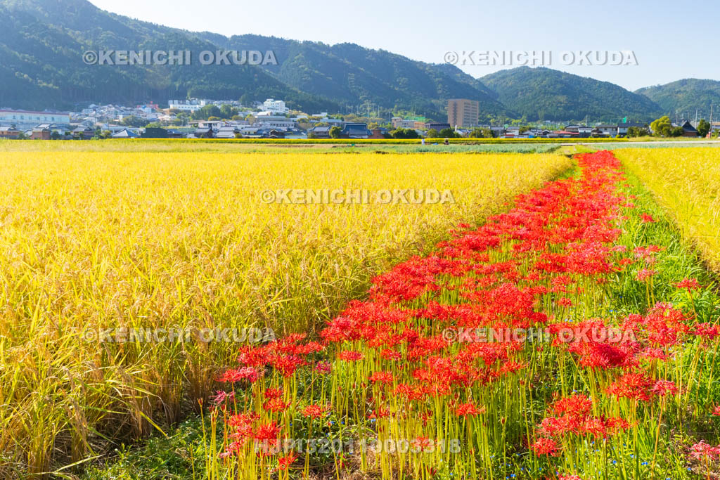 京都府　穴太の里　彼岸花